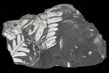Wide Fossil Seed Fern Plate - Pennsylvania #73149-1